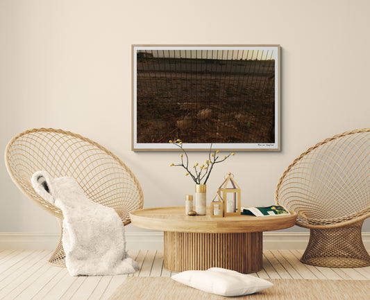 Palm leaves |  Framed & Mounted Print